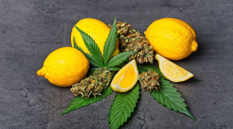 Citrus-scented weed can make you less anxious, scientists report